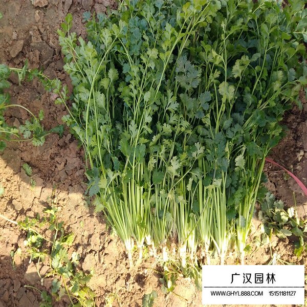 香菜種子(圖2)