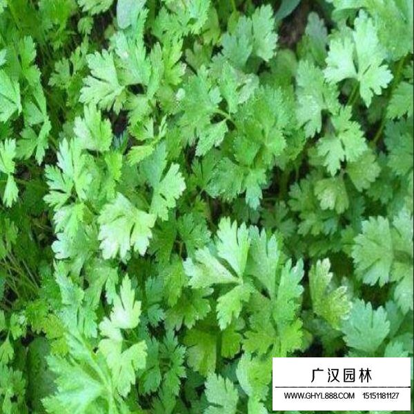香菜種子(圖3)