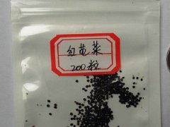 莧菜種子