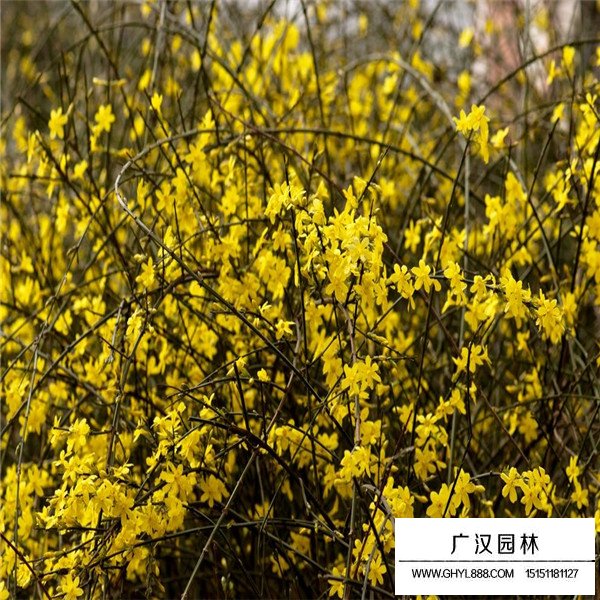 迎春花的種植技術(圖4)