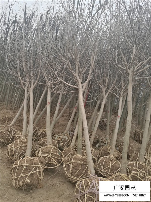 紫玉蘭的種植技術(圖4)