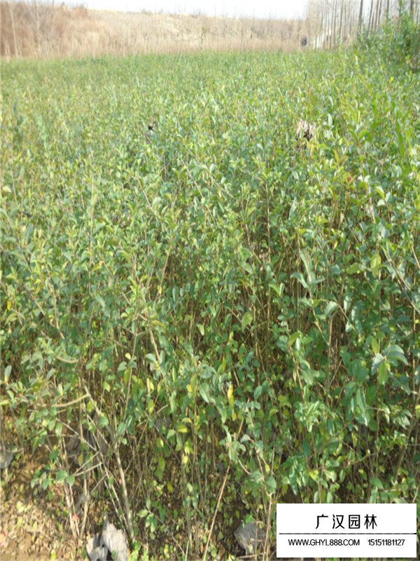水蠟的栽植管理(圖4)