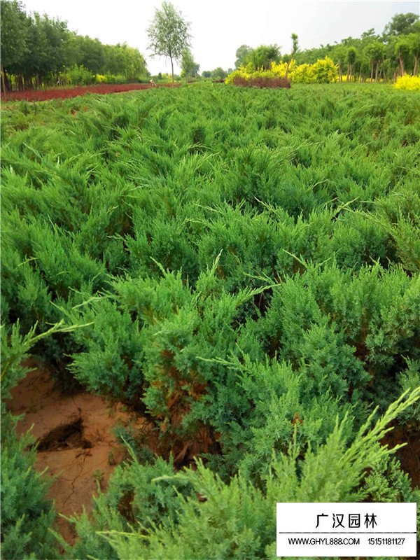 沙地柏的種植技術(圖1)