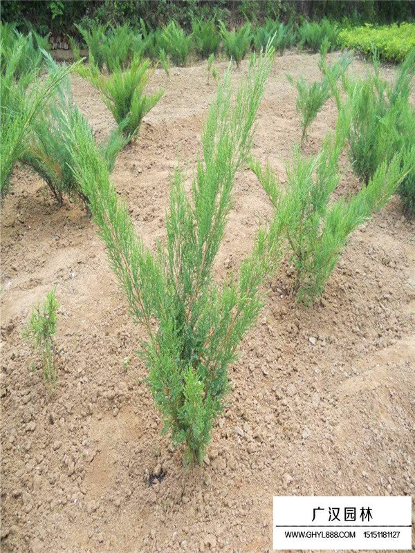 沙地柏的種植技術(圖3)
