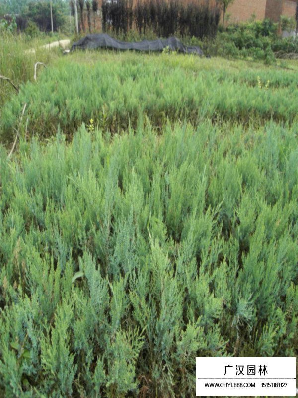 沙地柏的種植技術(圖4)