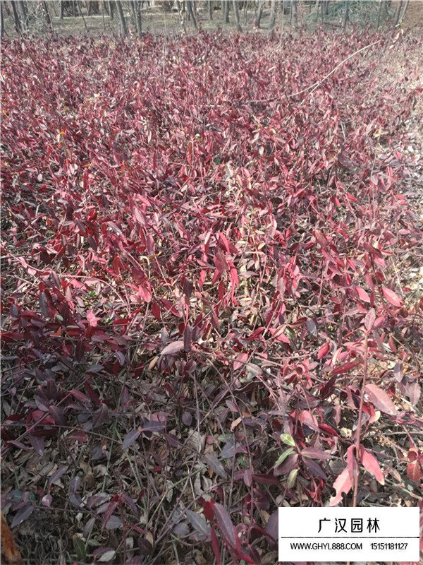 小葉扶芳藤喜歡什么環境？(圖3)
