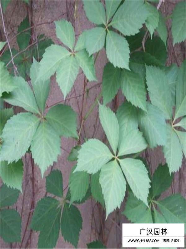 爬山虎開花嗎？(圖2)