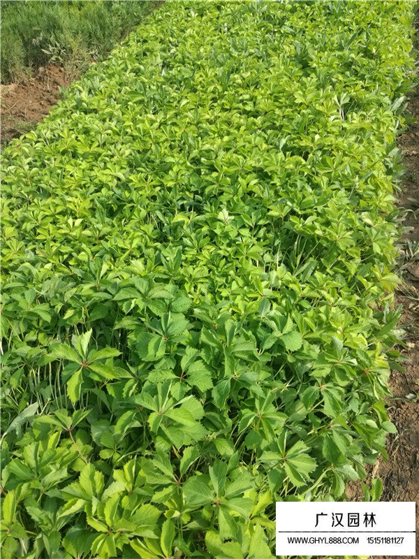 爬山虎開花嗎？(圖4)