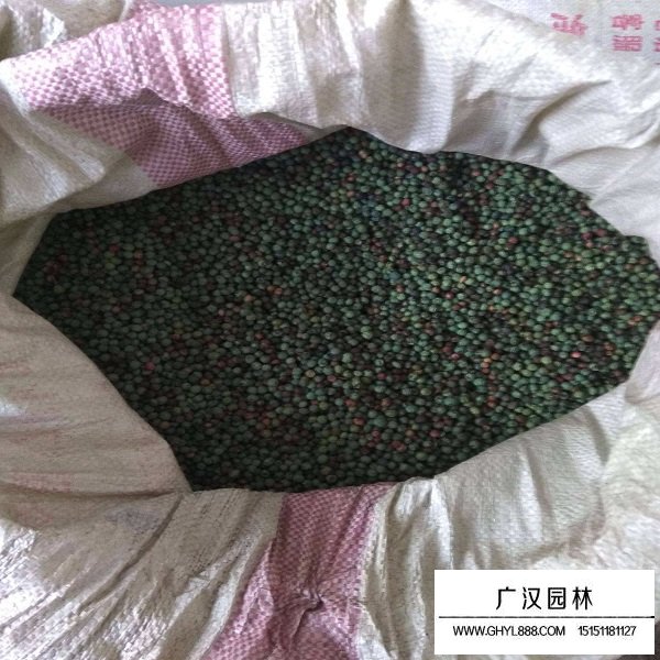 黃連木種子(圖1)