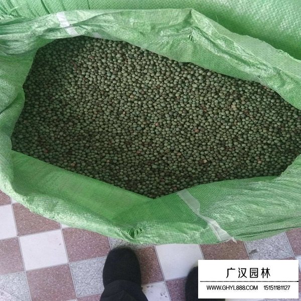 黃連木種子(圖2)