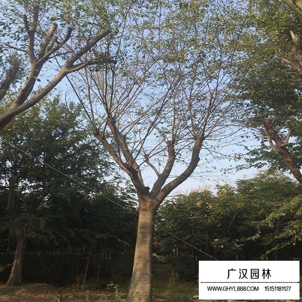 黃連木種子(圖4)