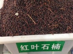 紅葉石楠種子