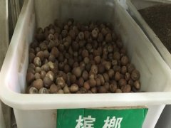 檳榔種子
