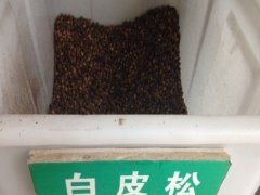 白皮松種子