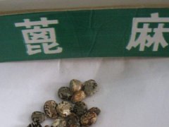 蓖麻種子