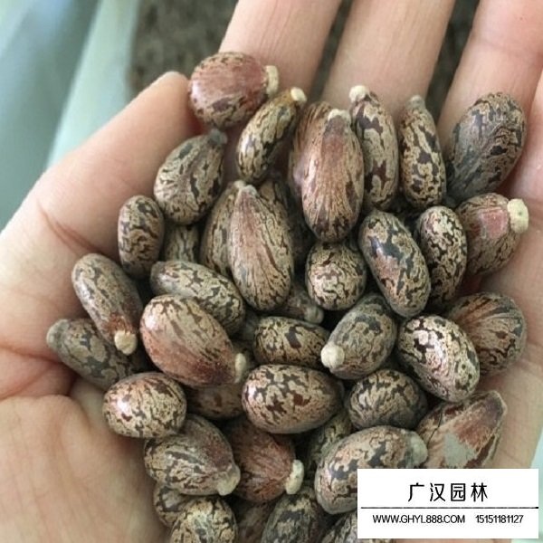 蓖麻種子(圖2)