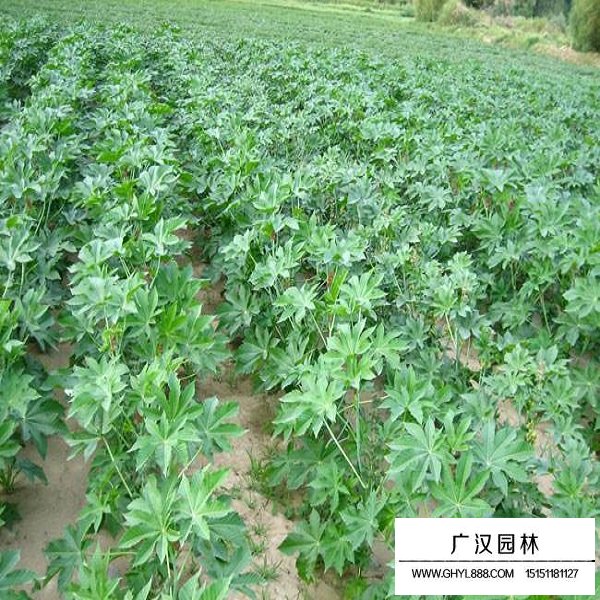 蓖麻種子(圖3)
