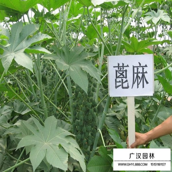 蓖麻種子(圖4)
