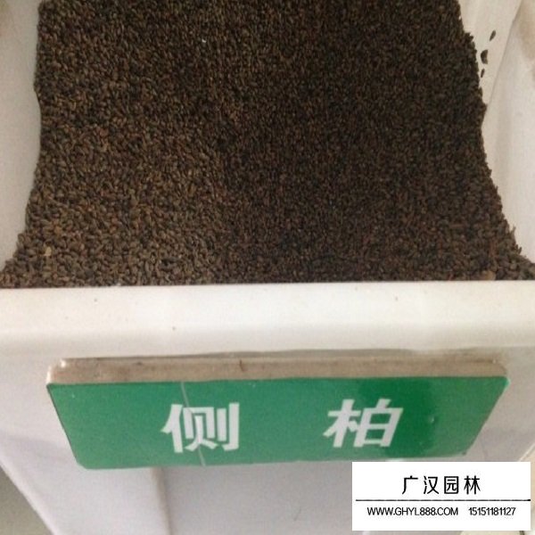 側柏種子(圖1)