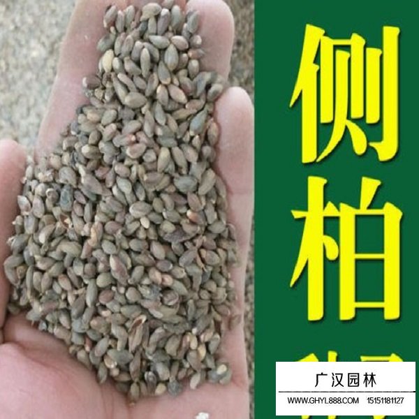 側柏種子(圖2)