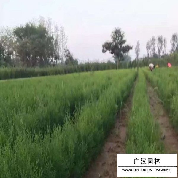 側柏種子(圖3)