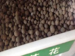 茶花種子