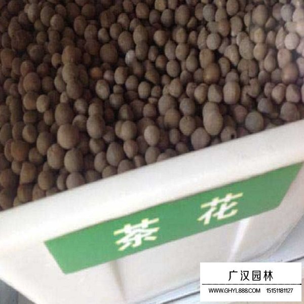 茶花種子(圖1)