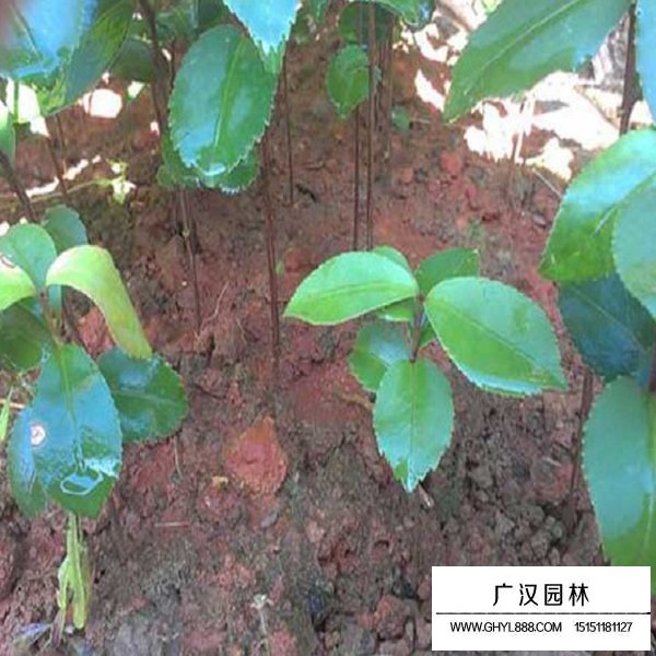 茶花種子(圖3)