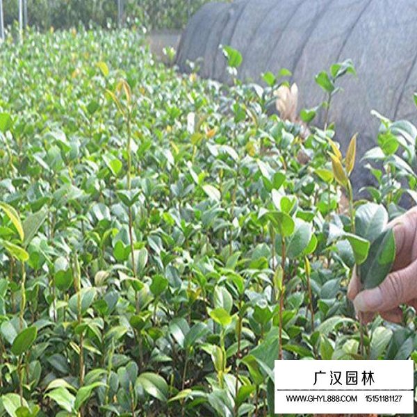 茶花種子(圖4)