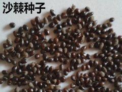 大果沙棘種子