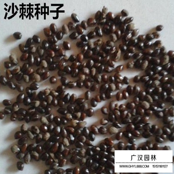 大果沙棘種子(圖1)