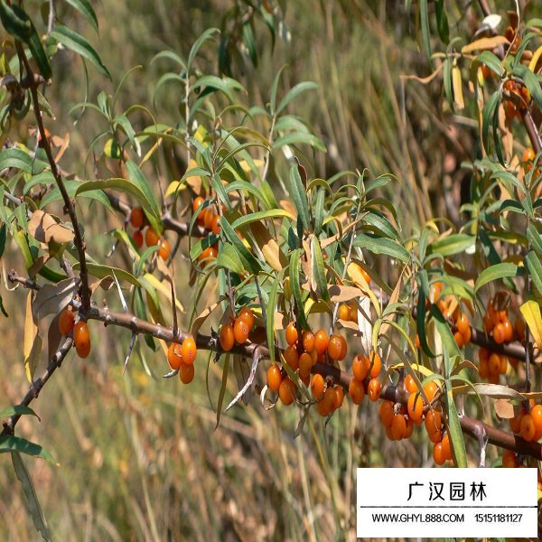 大果沙棘種子(圖2)