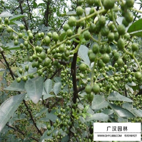 花椒種子(圖3)