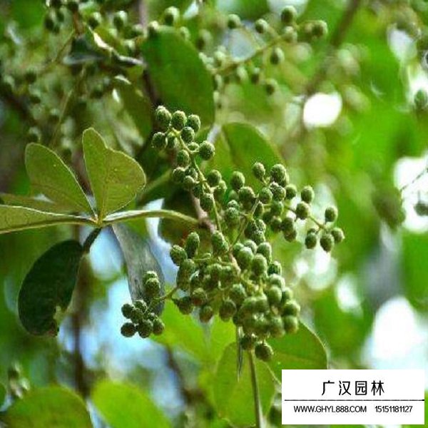 花椒種子(圖4)