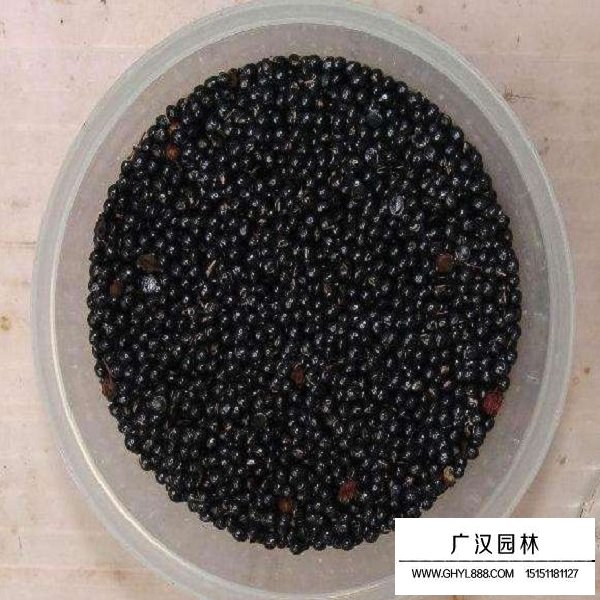 花椒種子(圖1)