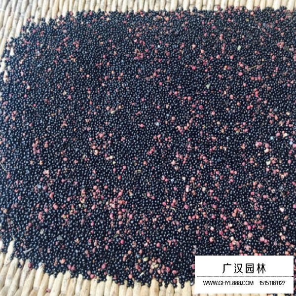 花椒種子(圖2)