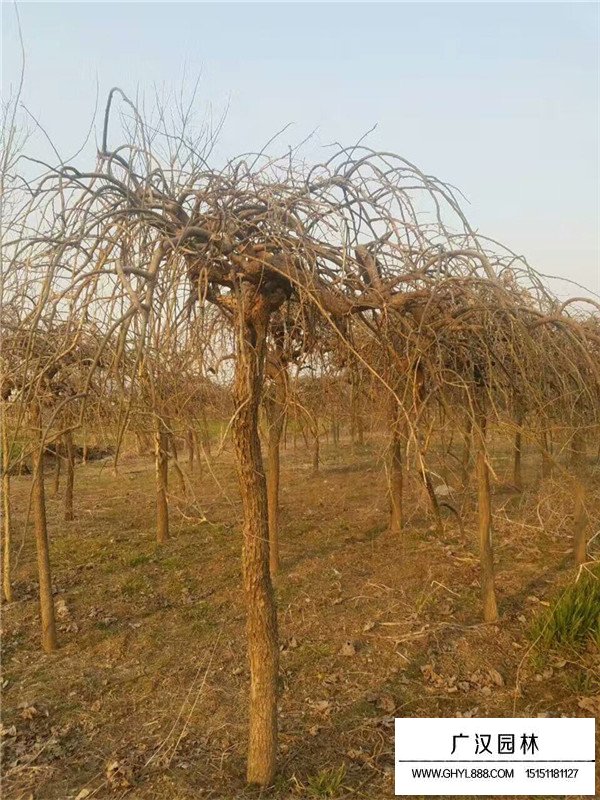 垂槐需要什么樣的生長環境？(圖1)
