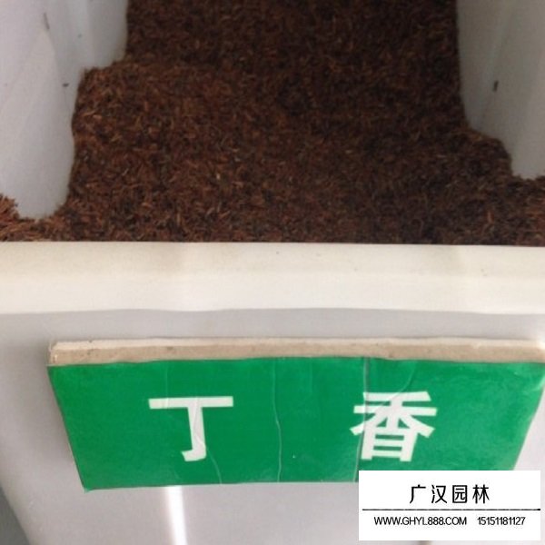 丁香種子(圖1)