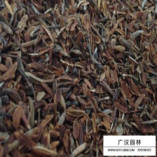 丁香種子(圖2)
