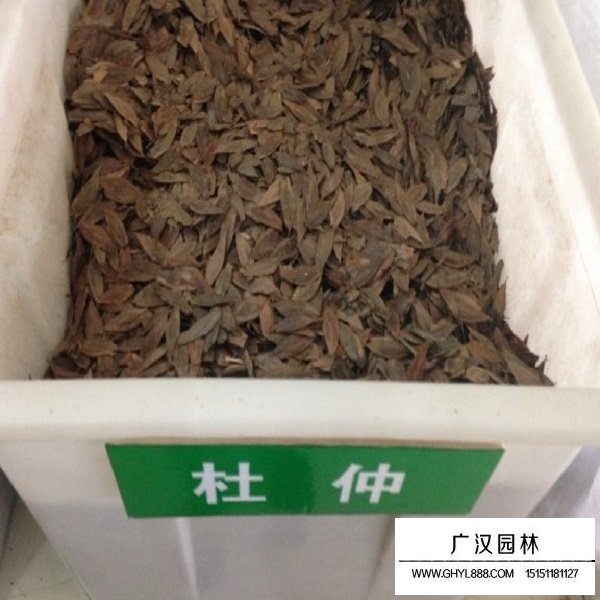 杜仲種子(圖1)