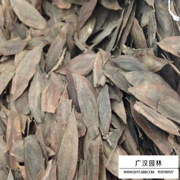 杜仲種子(圖2)