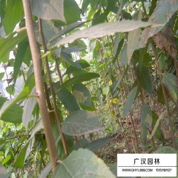 杜仲種子(圖3)