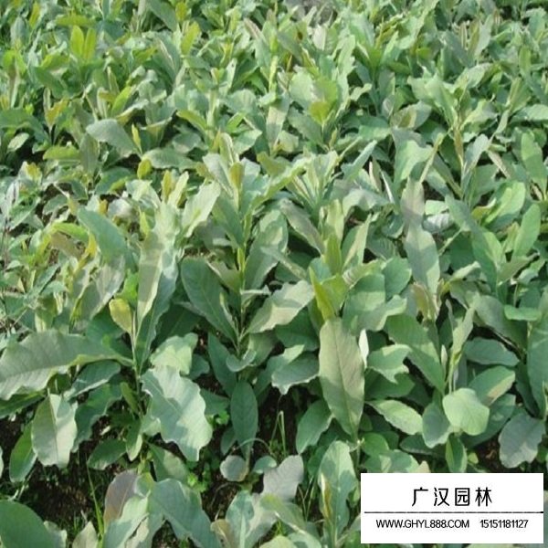 杜仲種子(圖4)