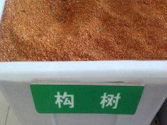 構樹種子