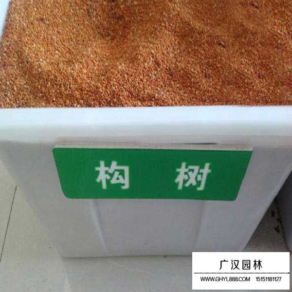 構樹種子(圖1)