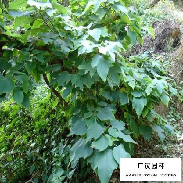 構樹種子(圖2)