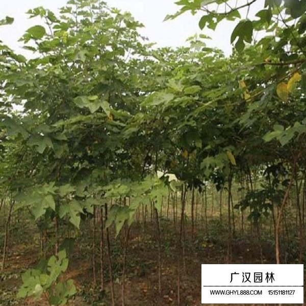 構樹種子(圖3)