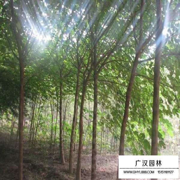 構樹種子(圖4)