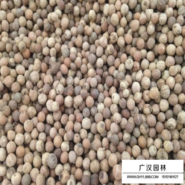 光皮樹種子(圖2)