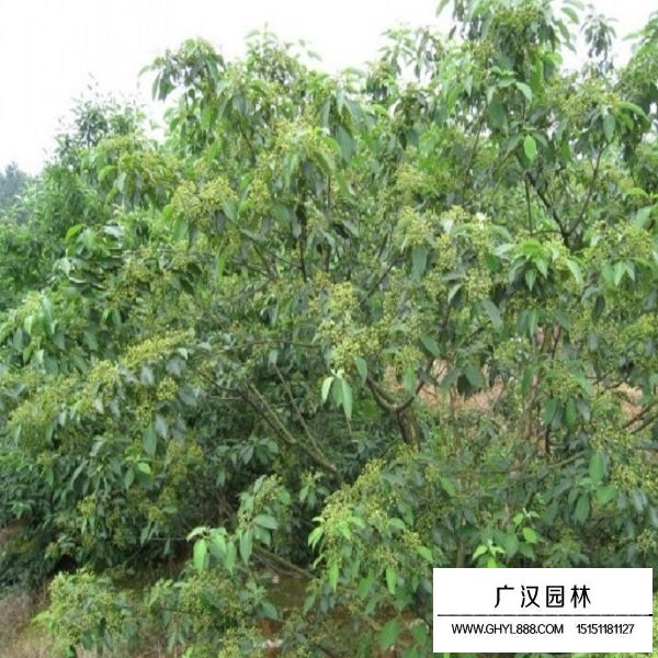 光皮樹種子(圖3)